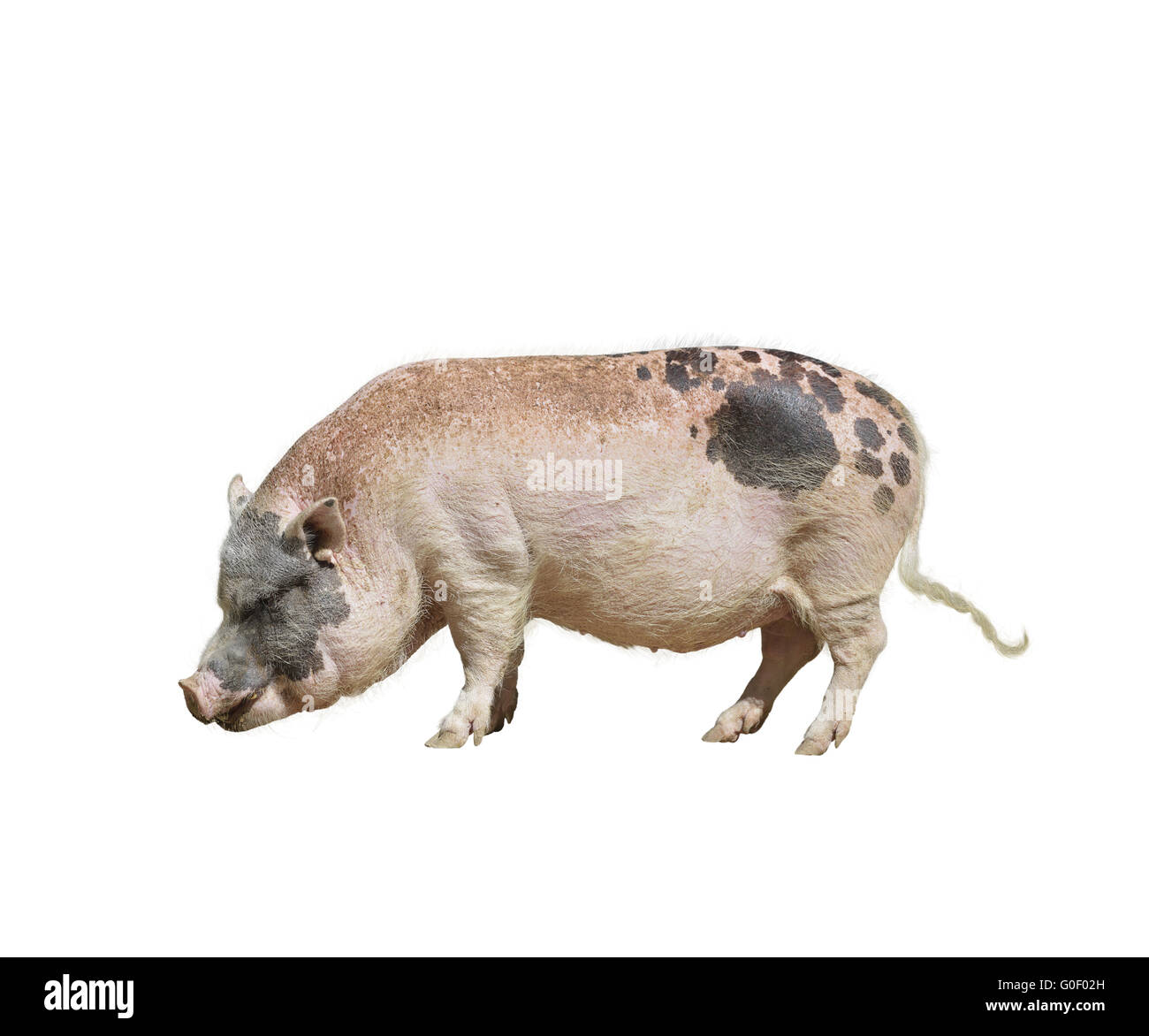 Farm Pig Stock Photo