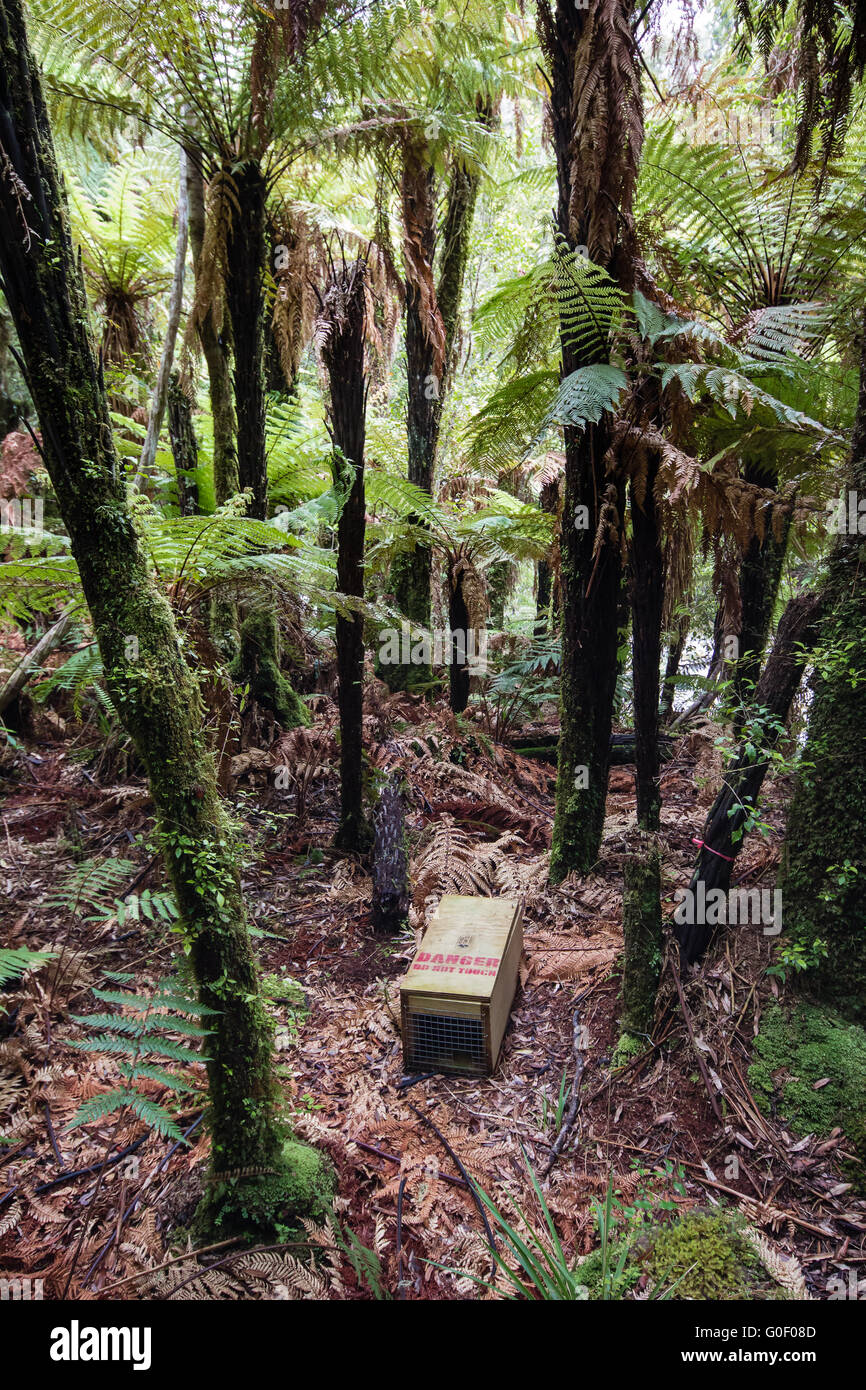 Trap in New Zealand Whirinaki forest Stock Photo