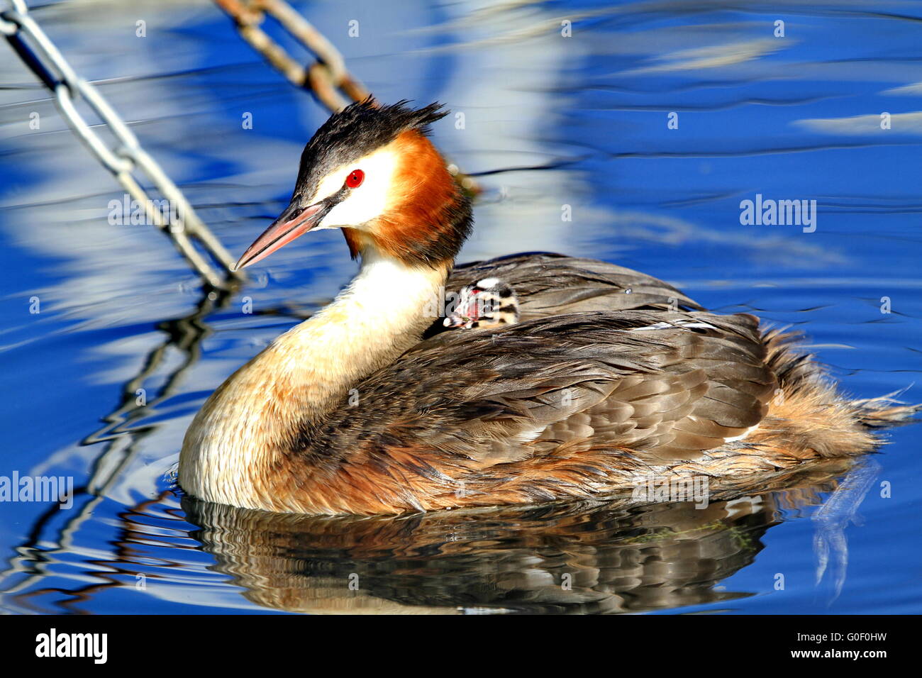Great crested grebe with his baby Stock Photo - Alamy