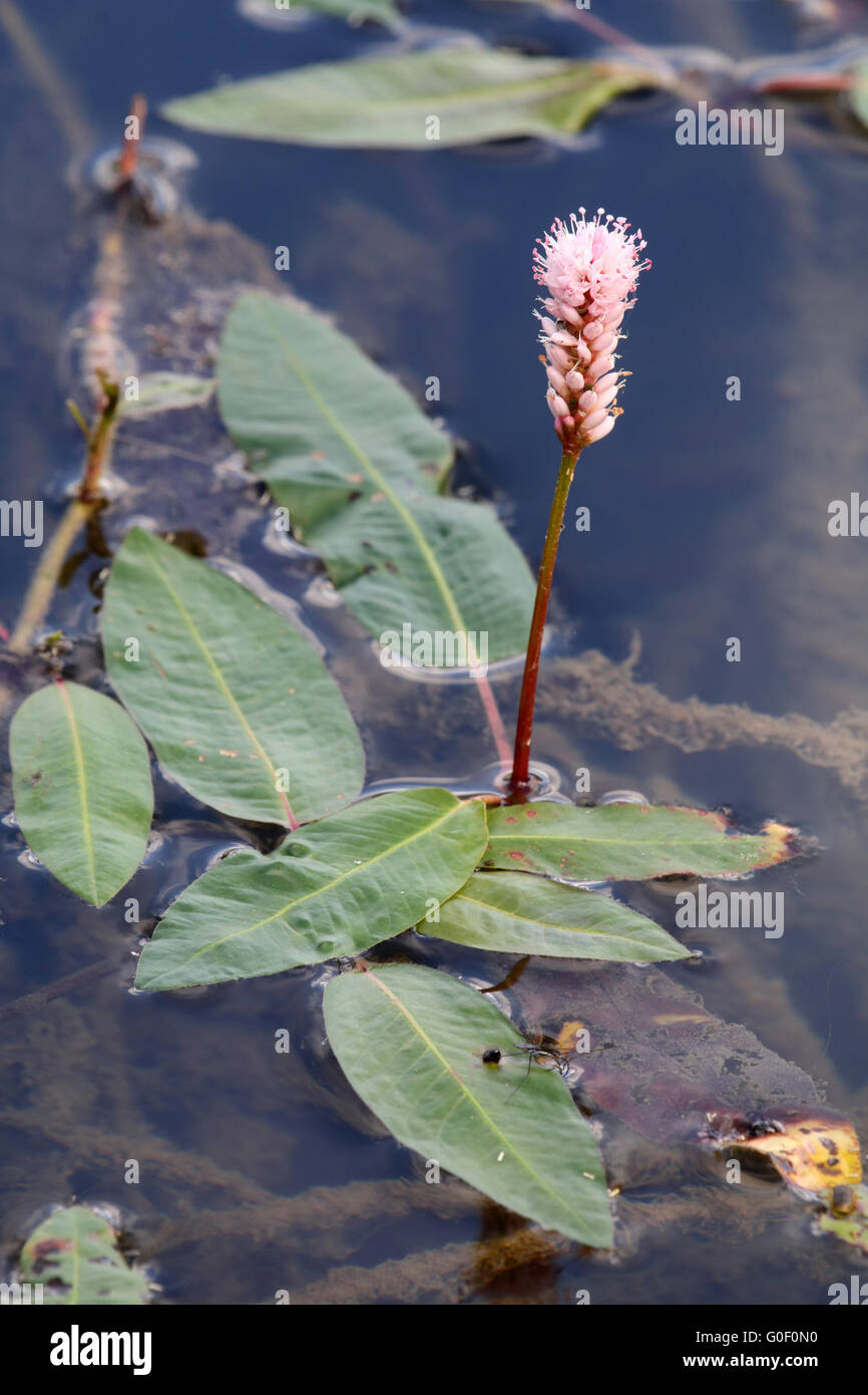 Persicaria amphibia, water knotweed Stock Photo