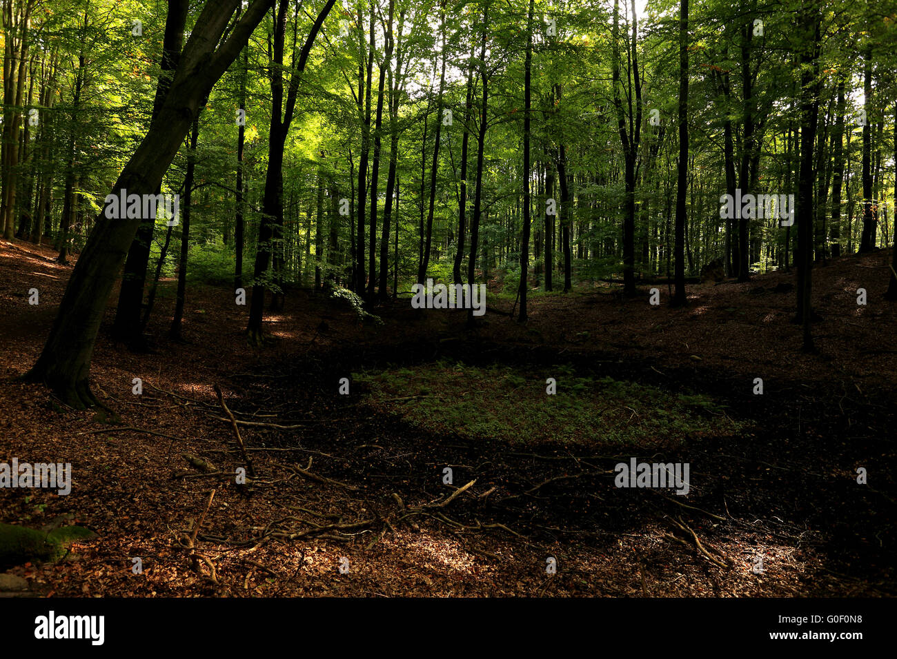 World Heritage Site Grumsiner Wald, DE Stock Photo