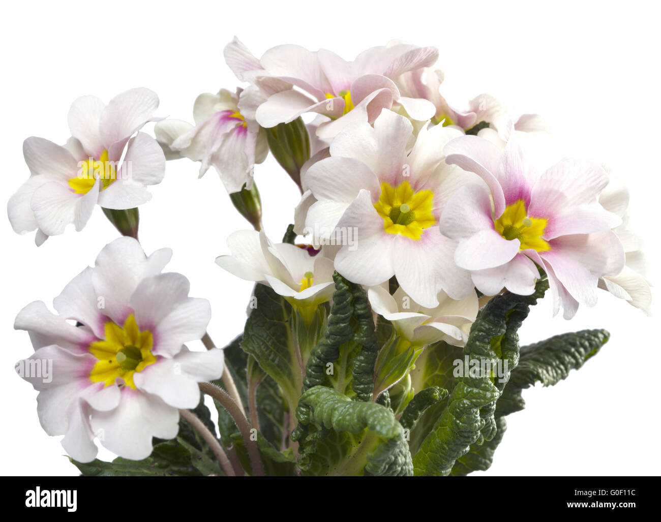 Primula on white background Stock Photo