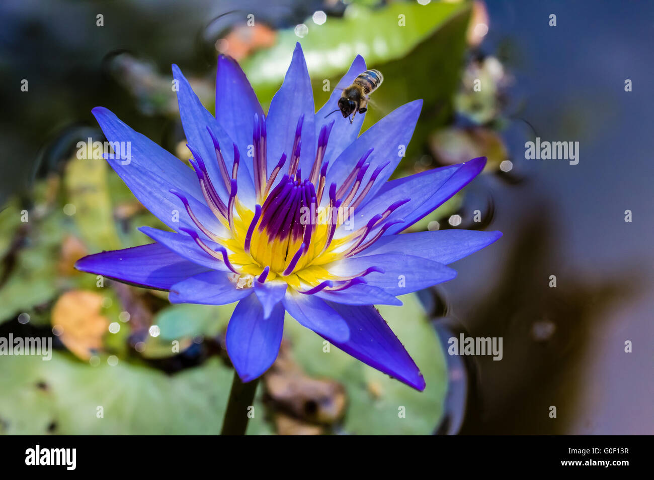 Blue water-lily and flying bee Stock Photo - Alamy