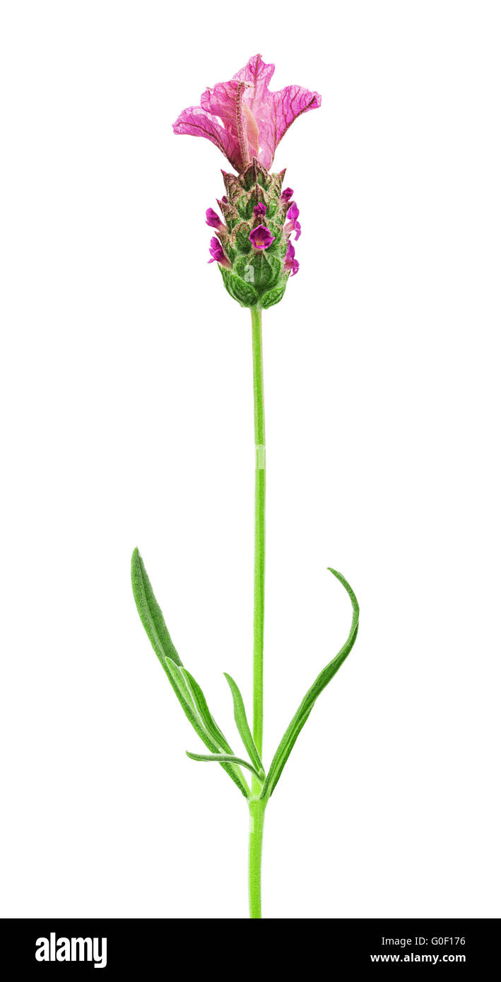 Pink lavender hi-res stock photography and images - Alamy