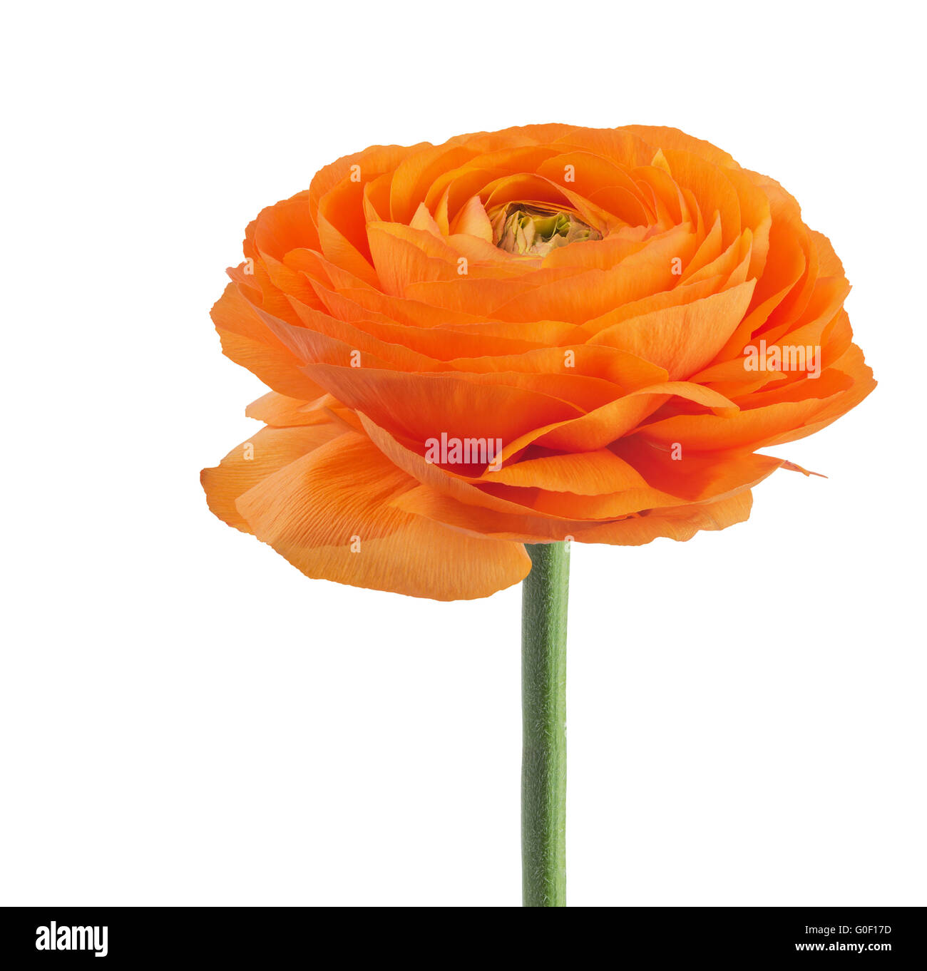 Ranunculus Cut Out Stock Images & Pictures - Alamy