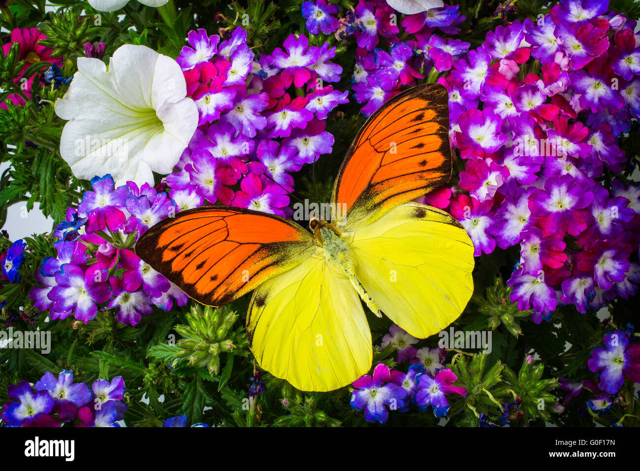Orange Yellow Winged Butterfly In Garden Stock Photo
