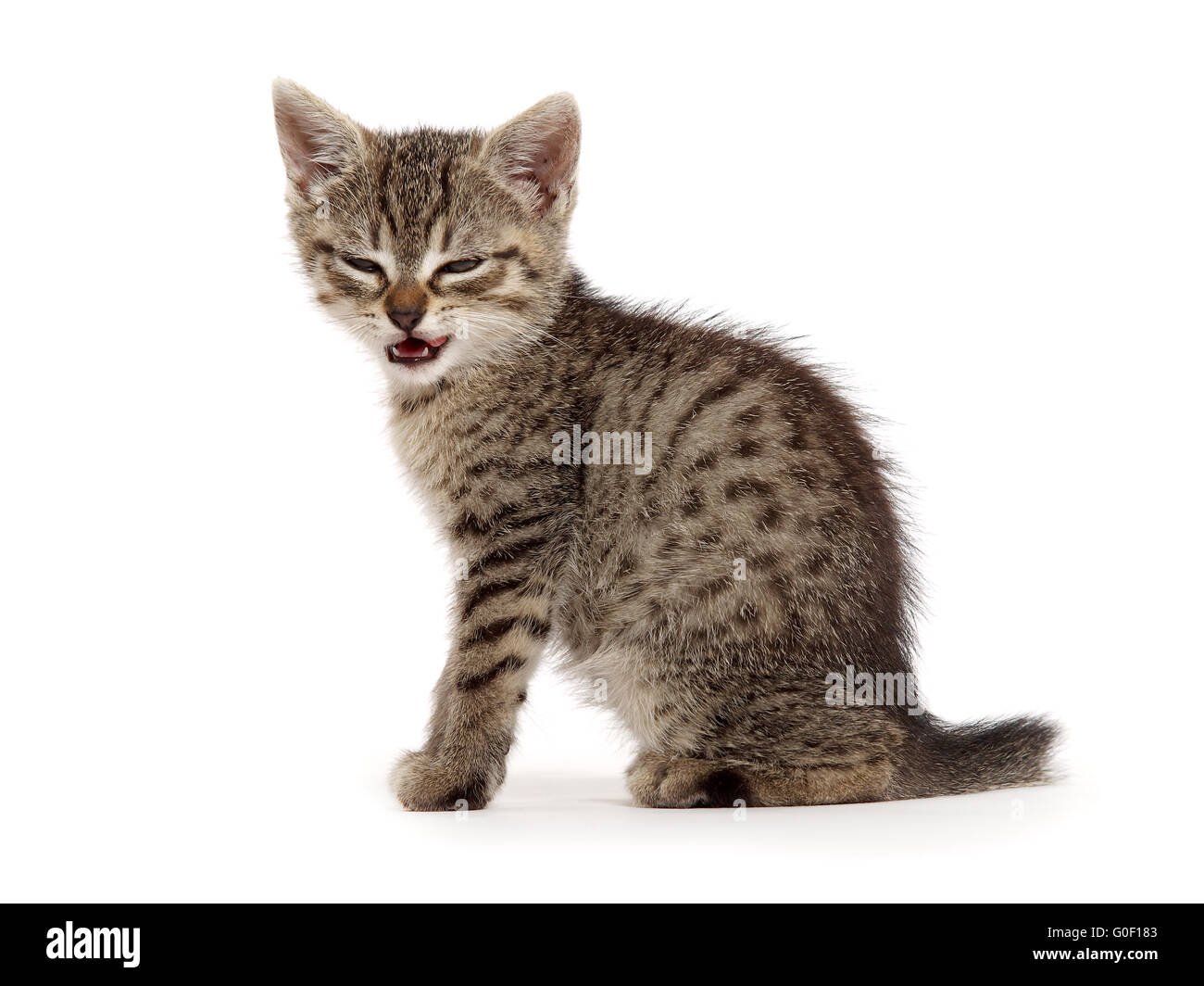 Angry kitten Stock Photo