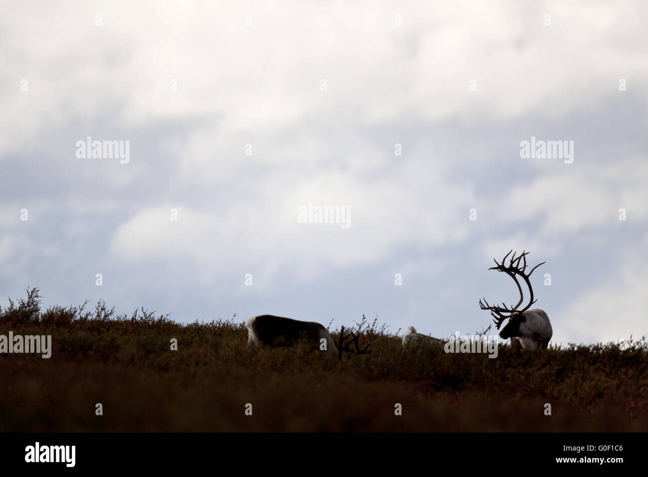 Reindeer both sexes grow antlers Stock Photo