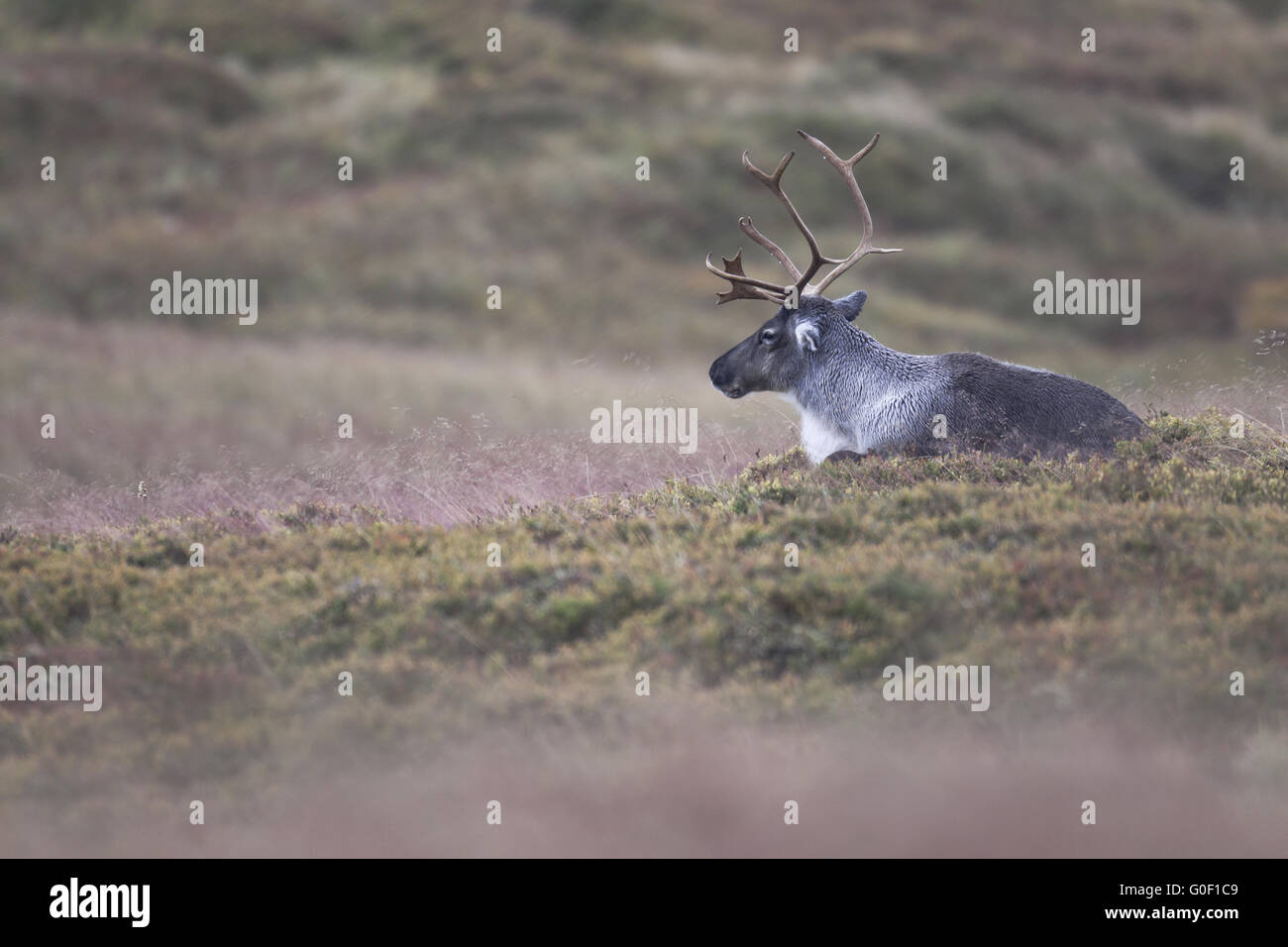 Reindeer were 1952 introduced into the Cairngorms Stock Photo