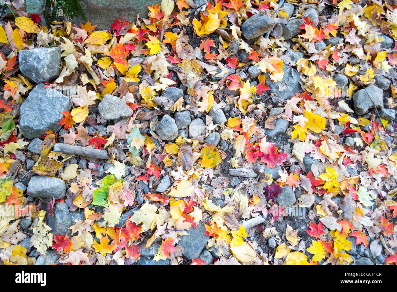 Assorted colorful leaves Stock Photo