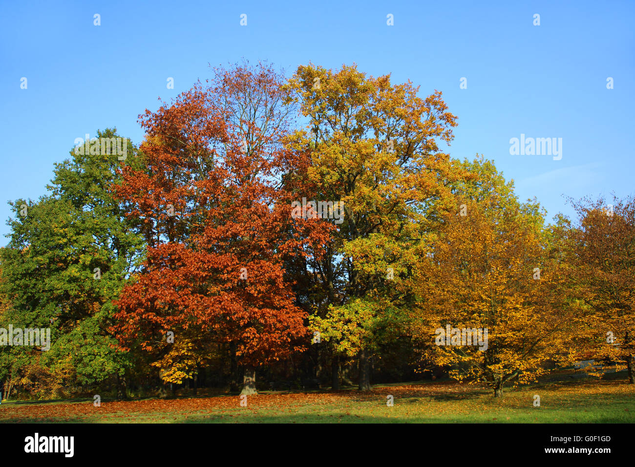 trees in autumn Stock Photo - Alamy