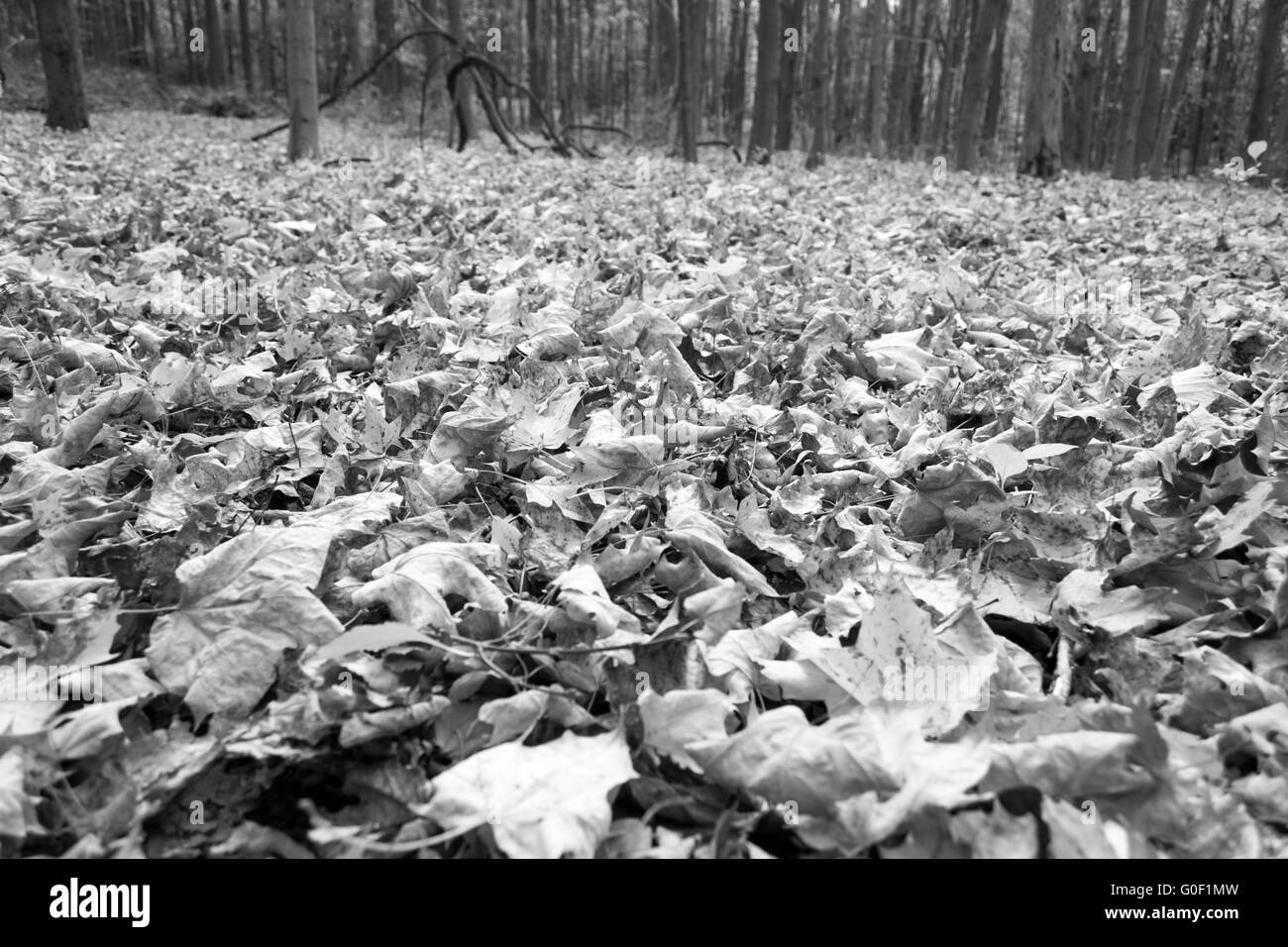 Leaves in black and white Stock Photo - Alamy