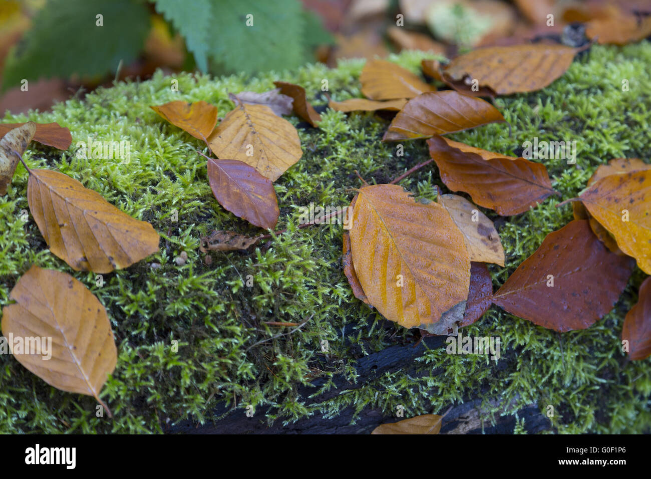 Decaying tree leaves hi-res stock photography and images - Alamy