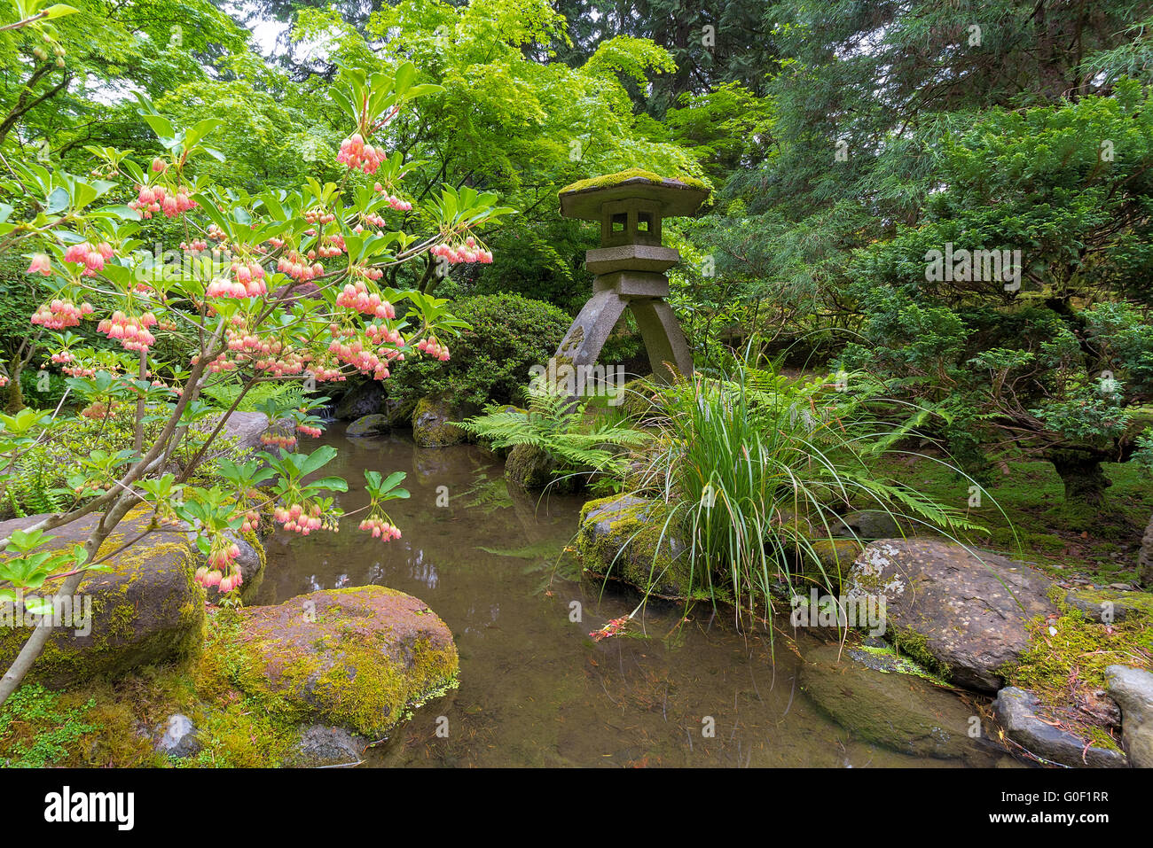 Japanese Snowbell Flowers in Bloom by Creek and Stone Lantern at Japanese Garden in Spring Stock Photo