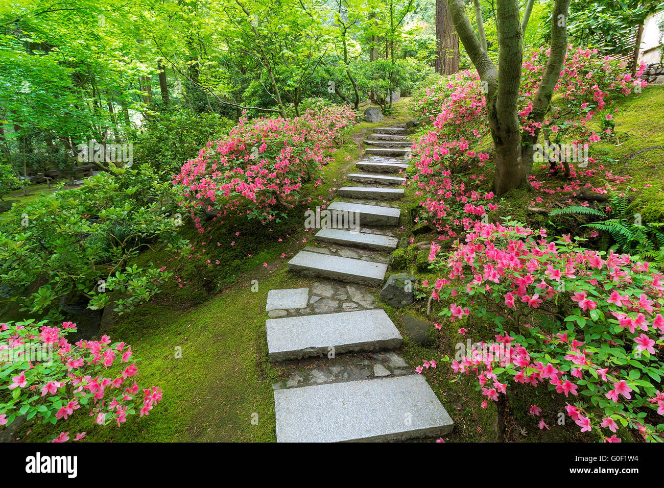 Azaleas in bloom along granite stone stair steps at Japanese Garden in Spring Stock Photo