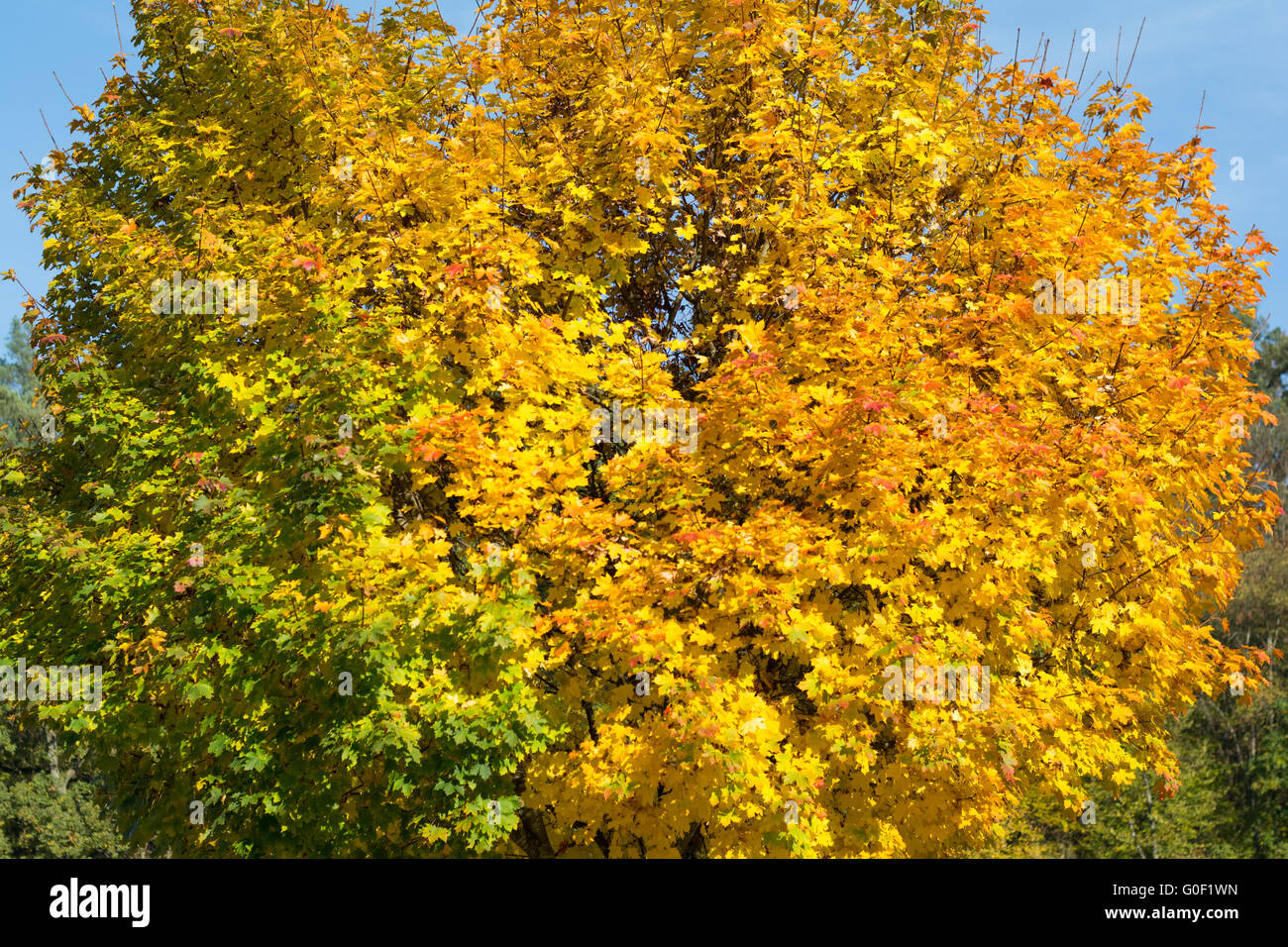 autumnal deciduous trees in bright colors Stock Photo