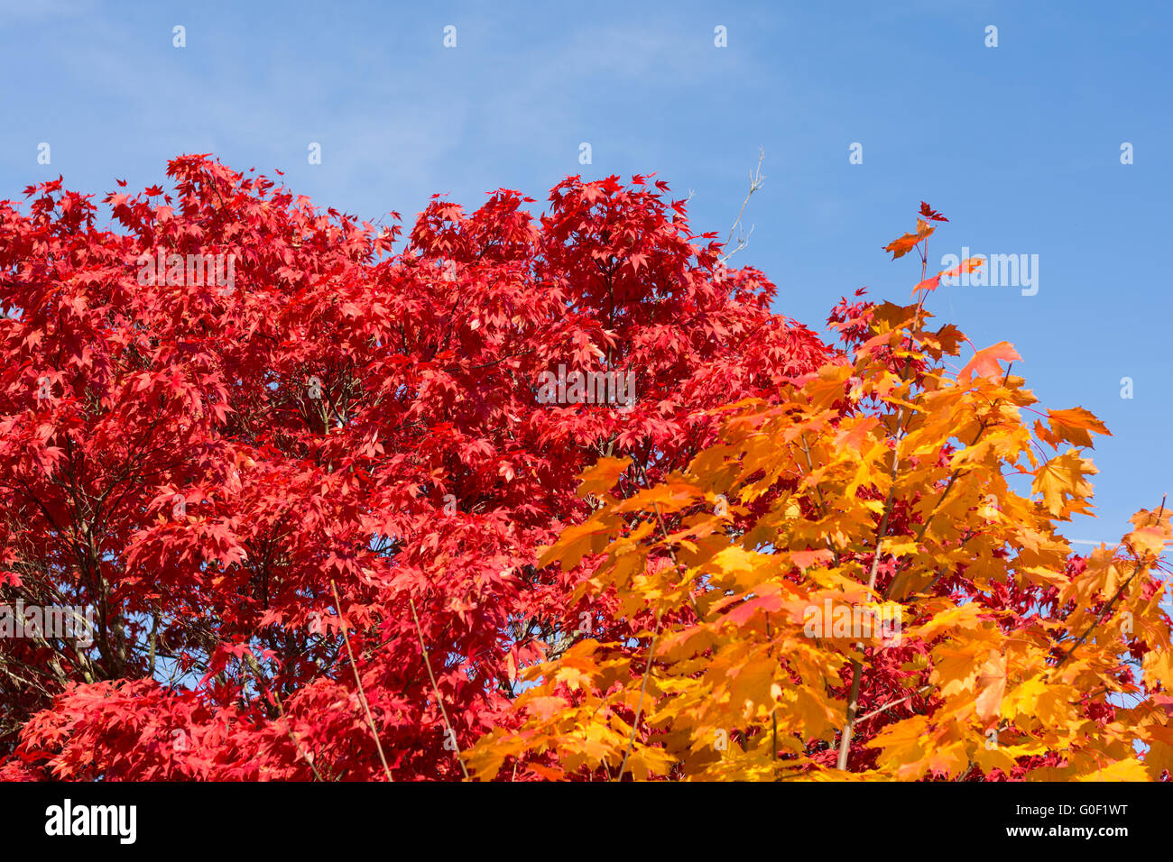 bright colors of autumn maples Stock Photo