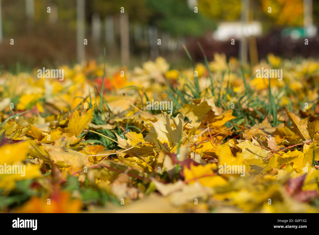 enchanting colors of autumn leaves Stock Photo