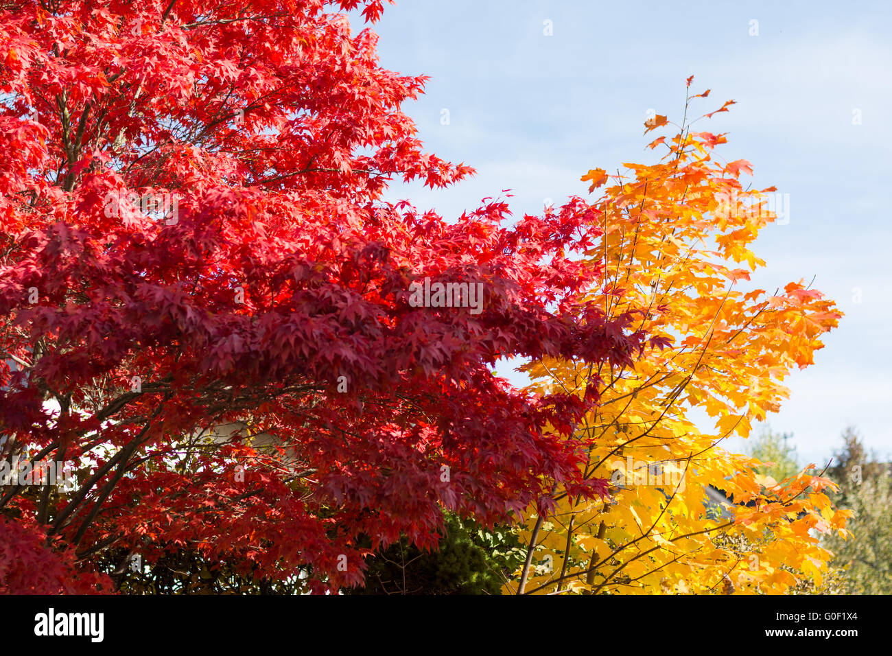 brilliant, rich deciduous trees in autumn Stock Photo