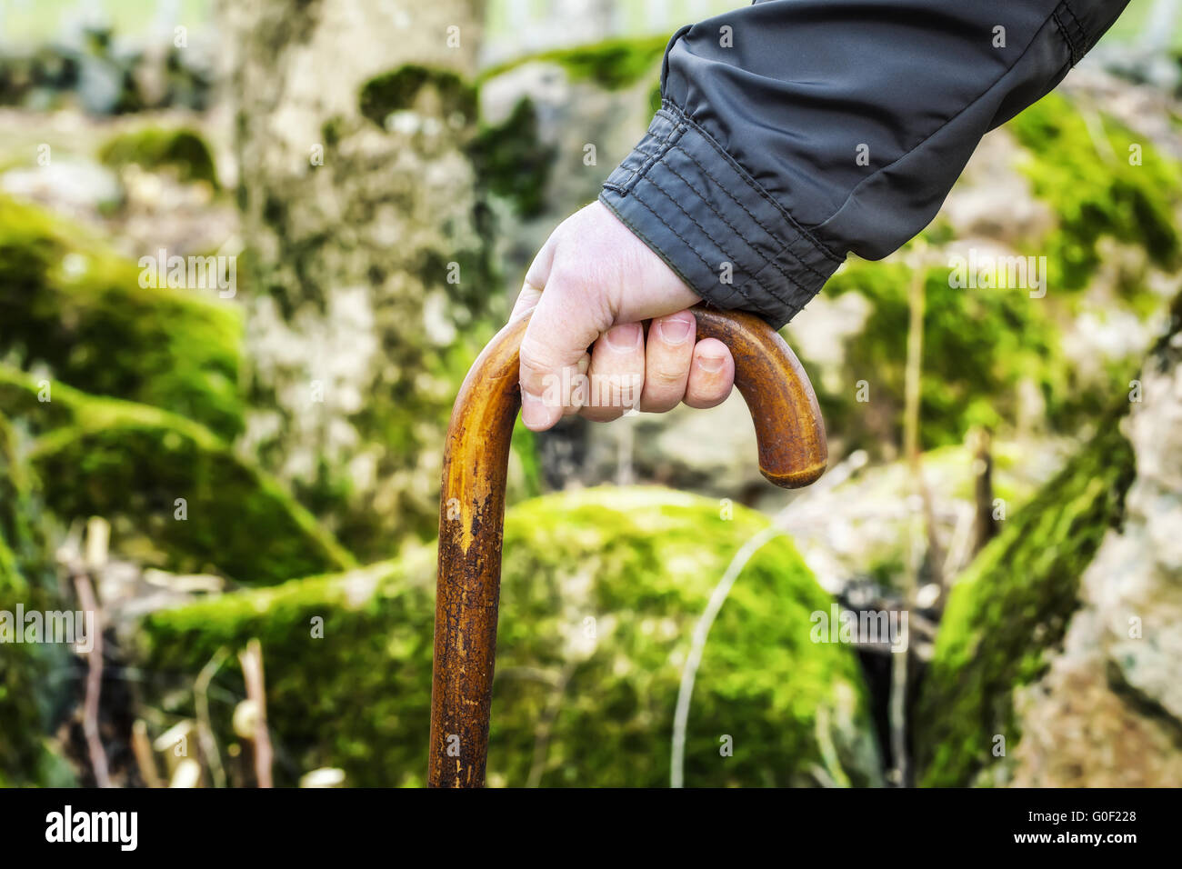 Man's hand with walking stick Stock Photo Alamy
