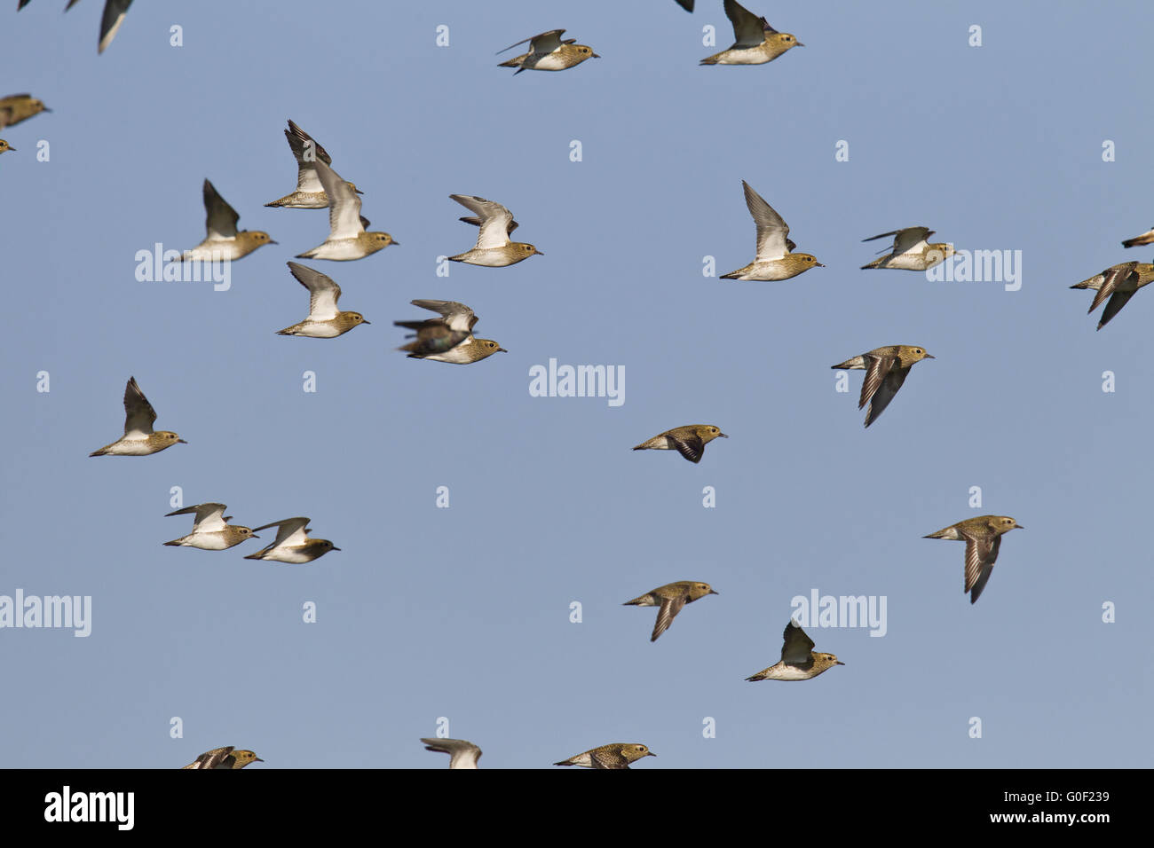 European Golden Plover is a fully migratory bird Stock Photo