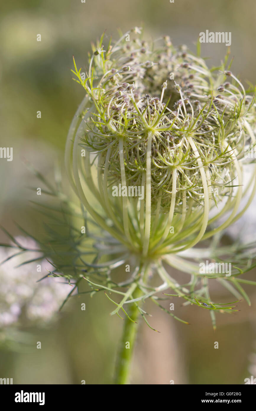 Queen Anne's lace Stock Photo