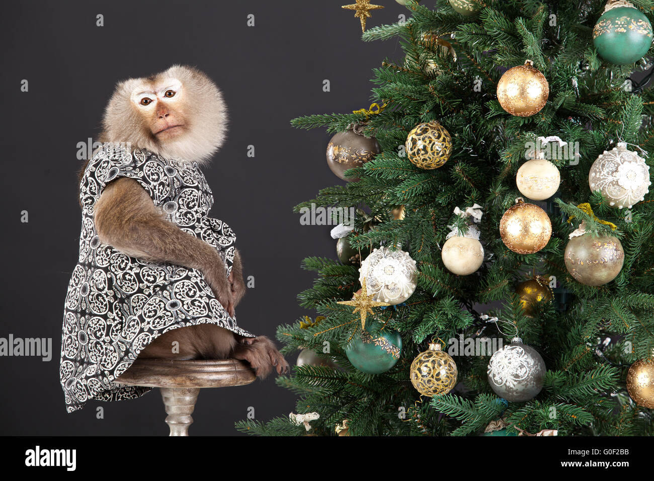 Little Monkey And The New Year s Tree Stock Photo Alamy little-monkey-and-the-new-year-s-tree-stock-photo-alamy