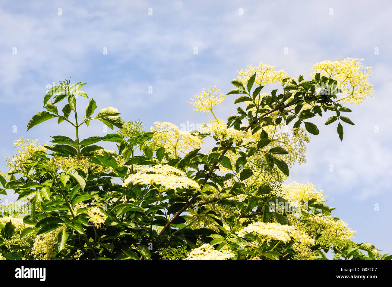 Elderberry flowers on bush in spring Stock Photo Alamy