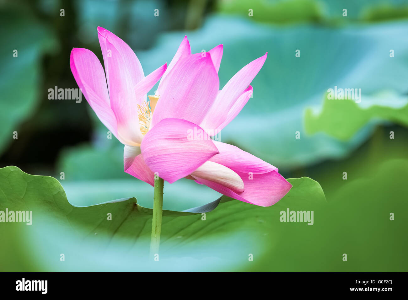 beautiful lotus closeup Stock Photo