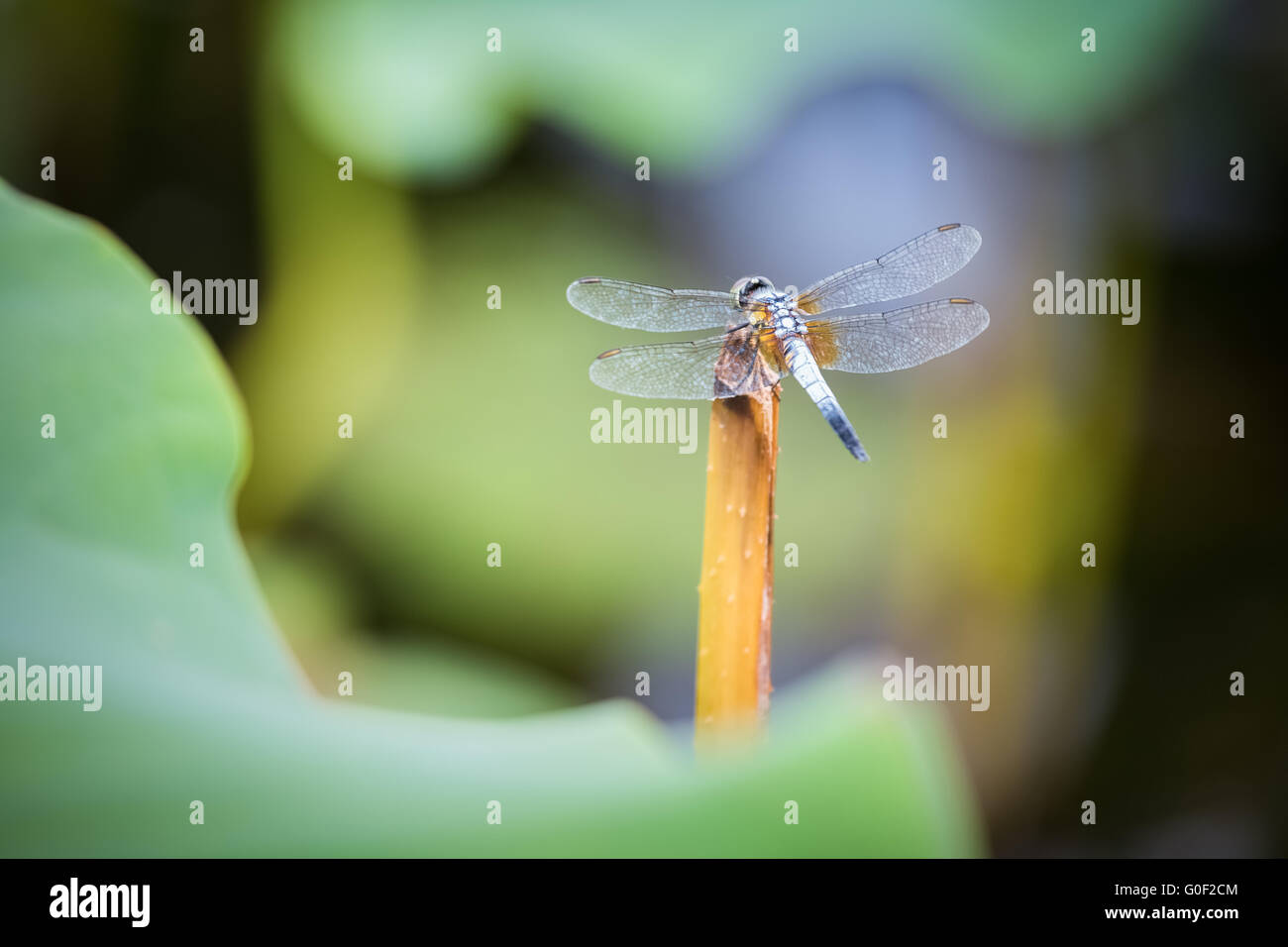 dragonfly closeup Stock Photo