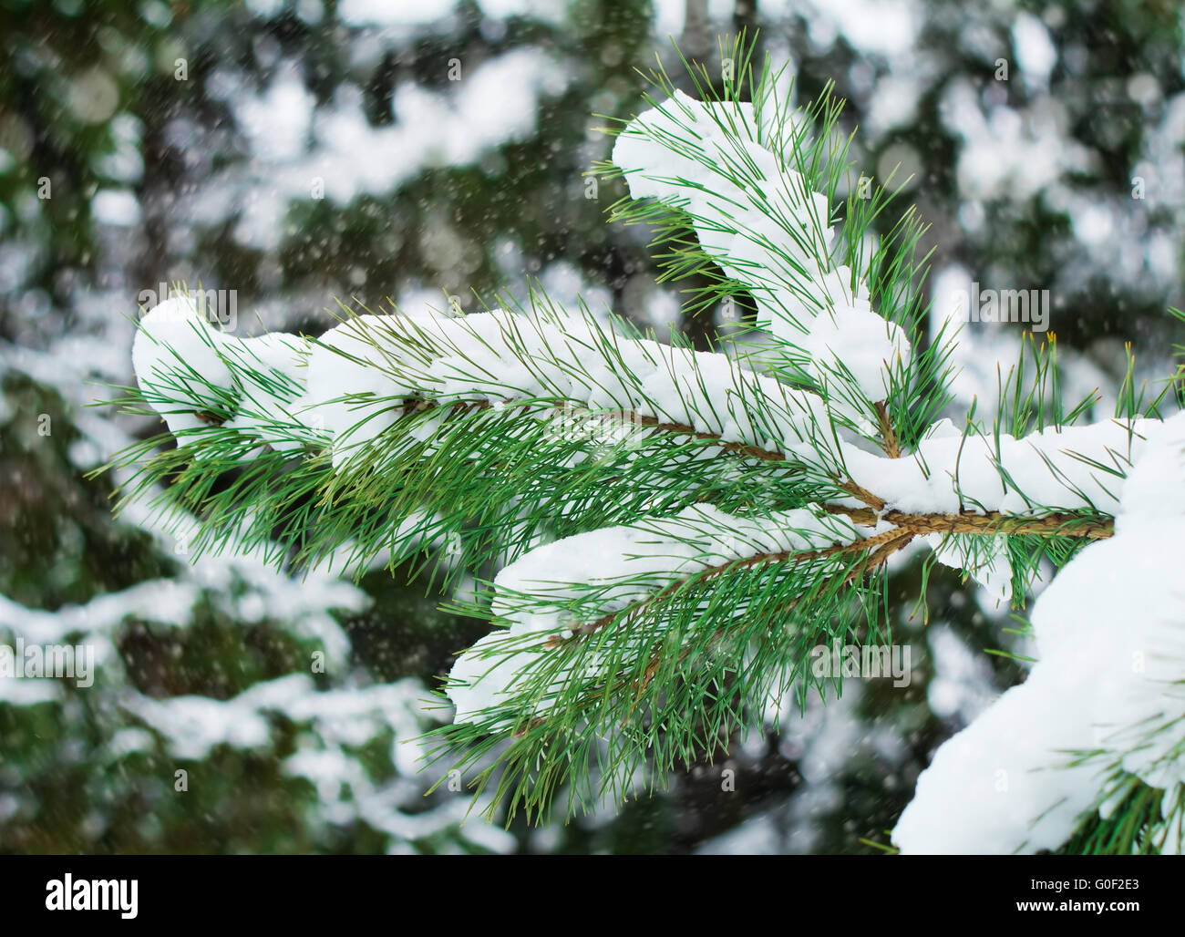 Pine branch, covered with snow Stock Photo - Alamy