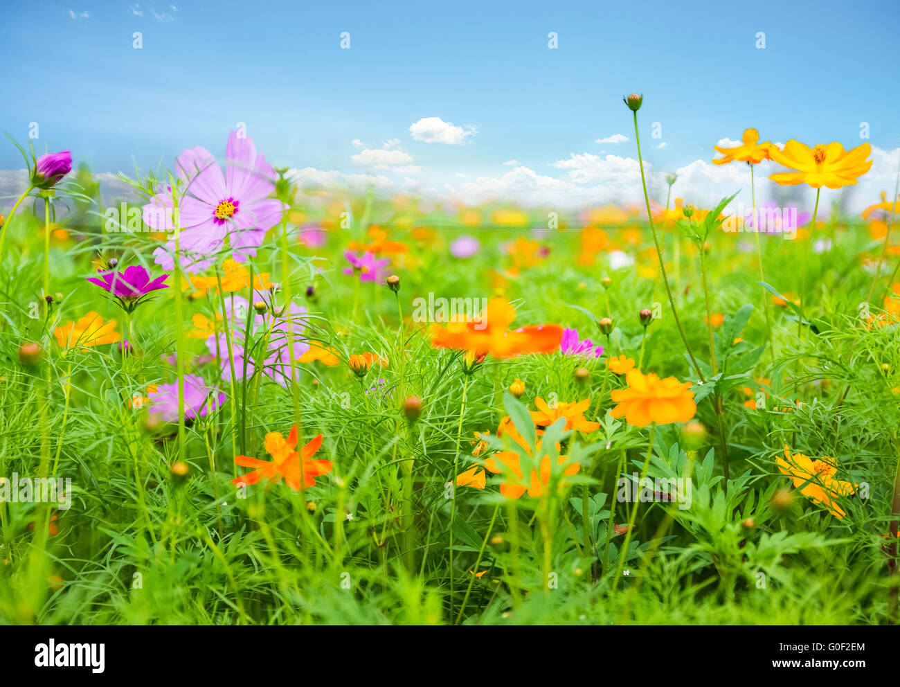 galsang flower blooming Stock Photo