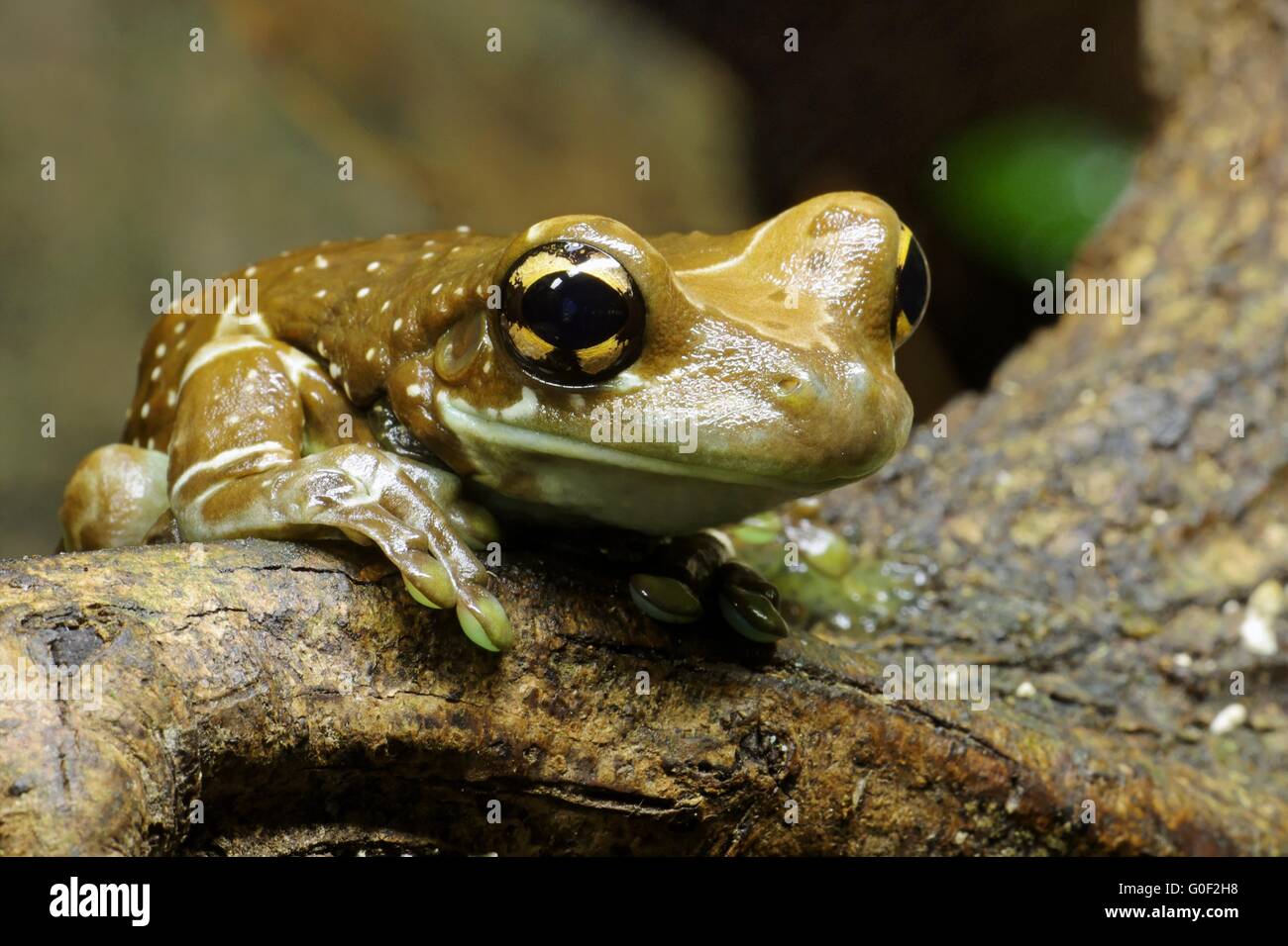 Mission golden-eyed tree frog Stock Photo