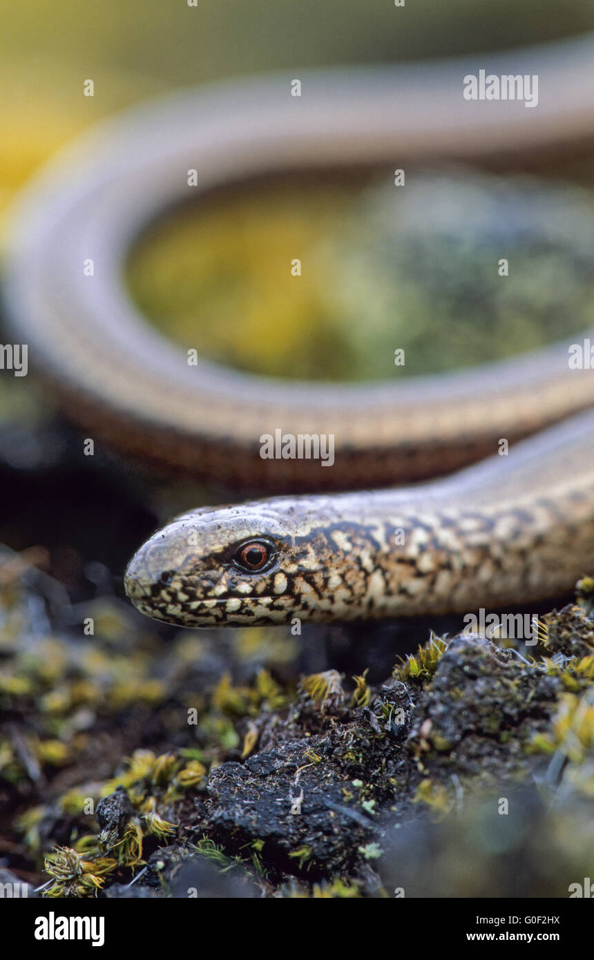 Slow Worm is not native to Ireland Stock Photo