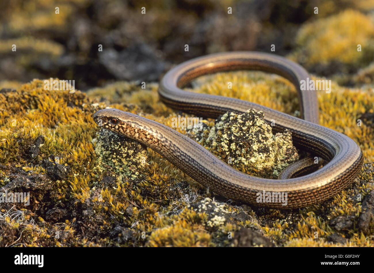 Slow Worm have the ability to shed their tails Stock Photo