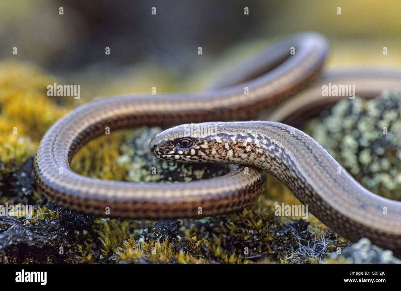 Slow Worm grow to be about 45cm long Stock Photo