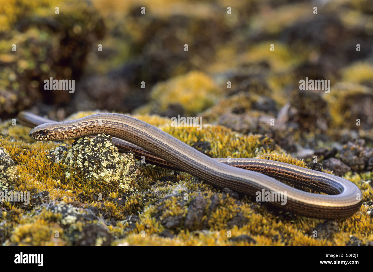 Slow Worm have small eyes with eyelids Stock Photo