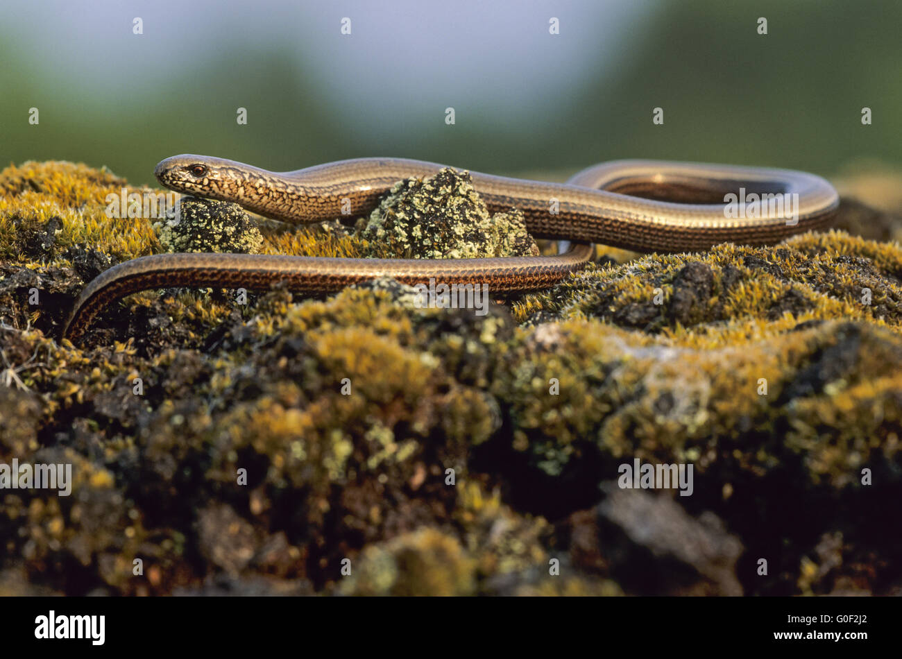 Slow Worm have small eyes with eyelids Stock Photo