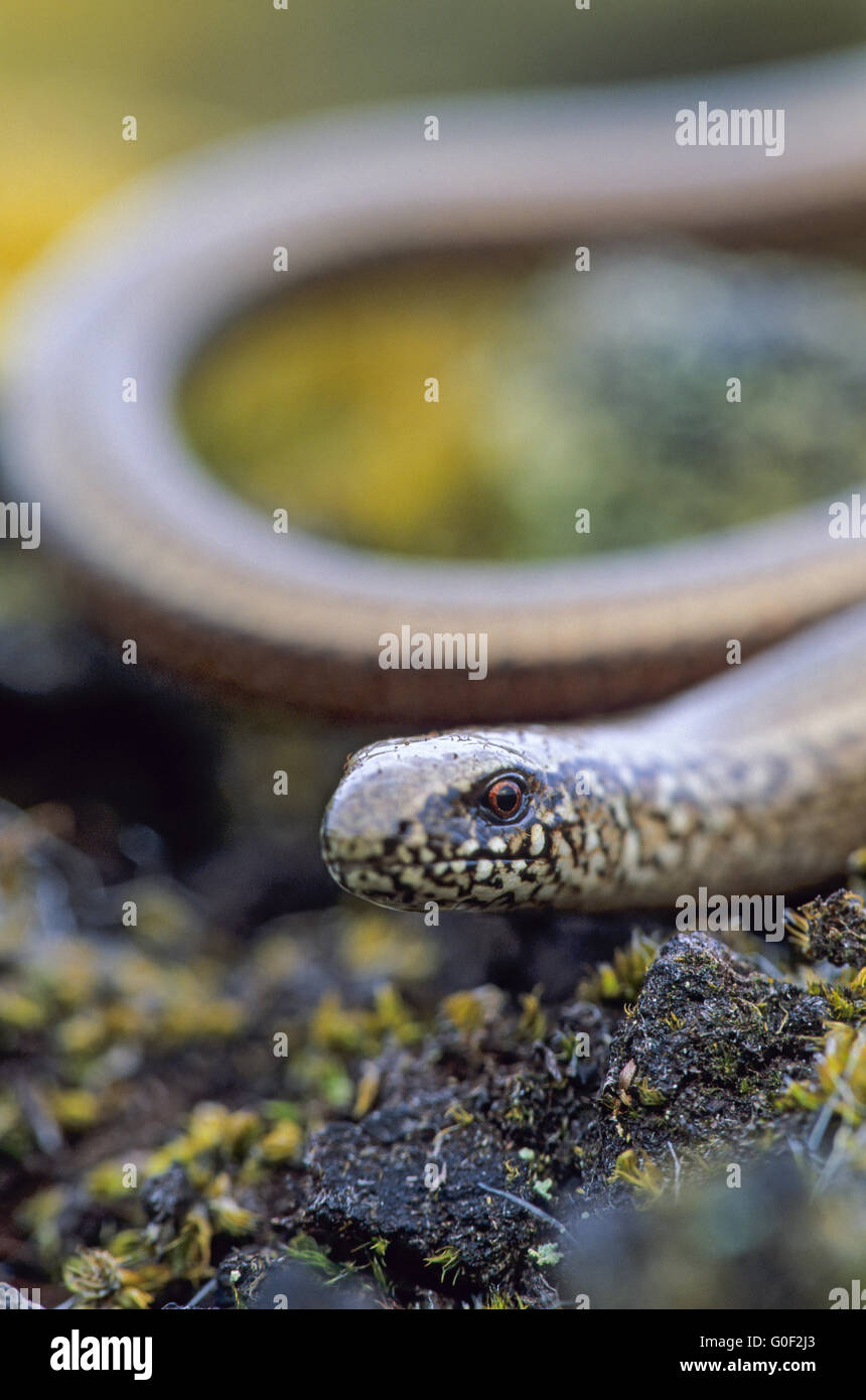 Slow Worm the lizards are often mistaken for snakes Stock Photo