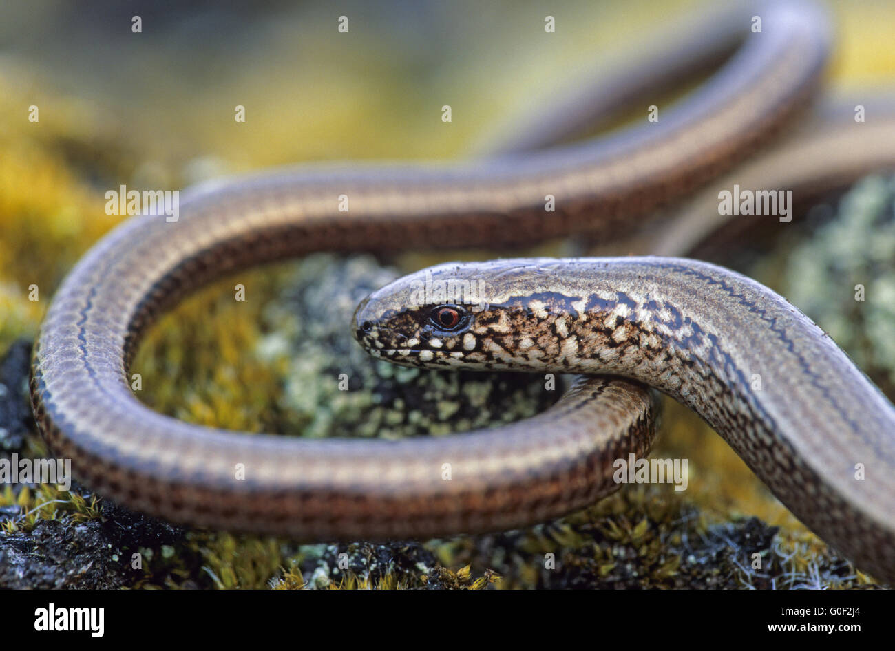 Slow Worm is a limbless reptile Stock Photo