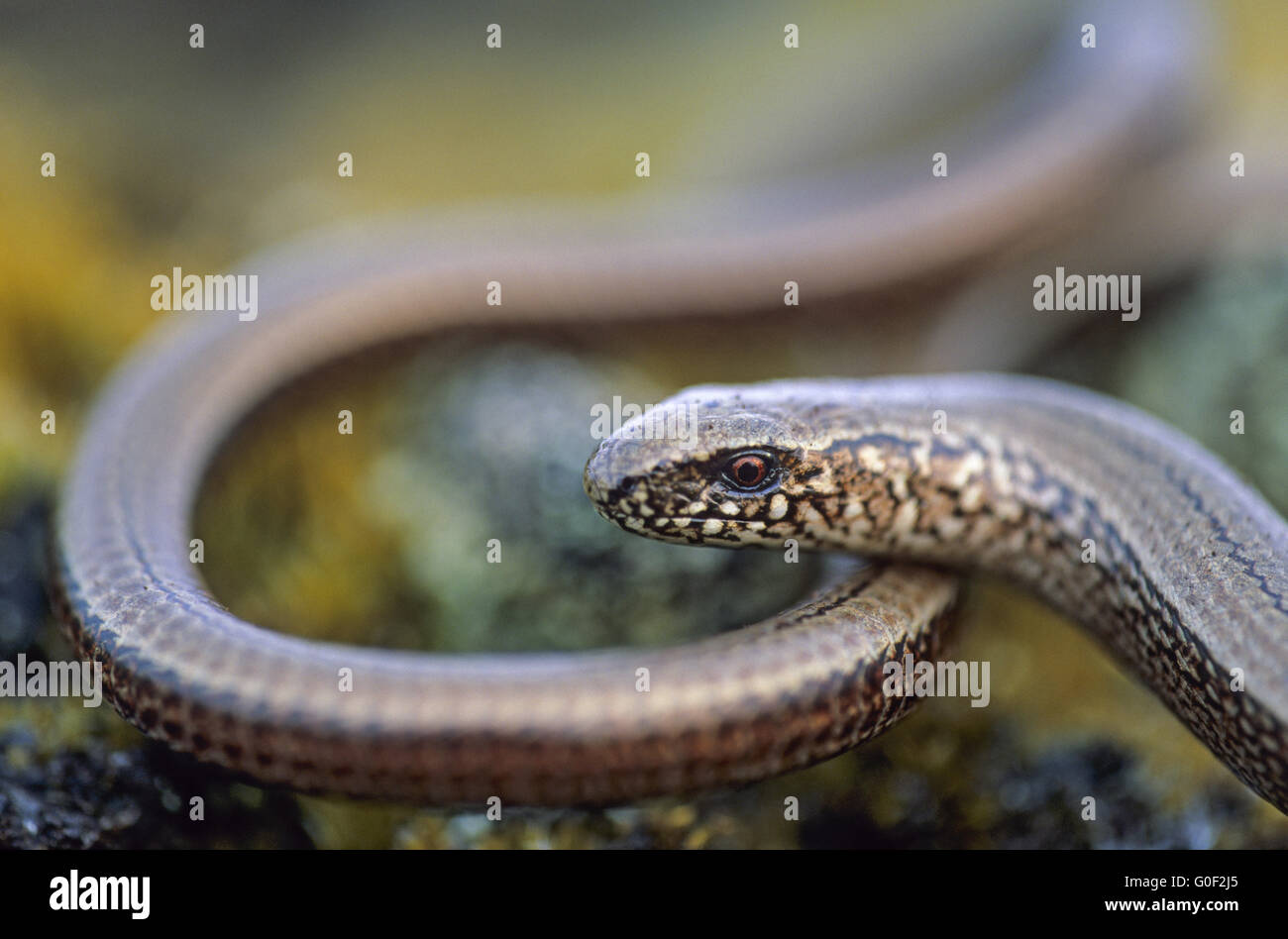 Slow Worm has in the United Kingdom a protected status Stock Photo