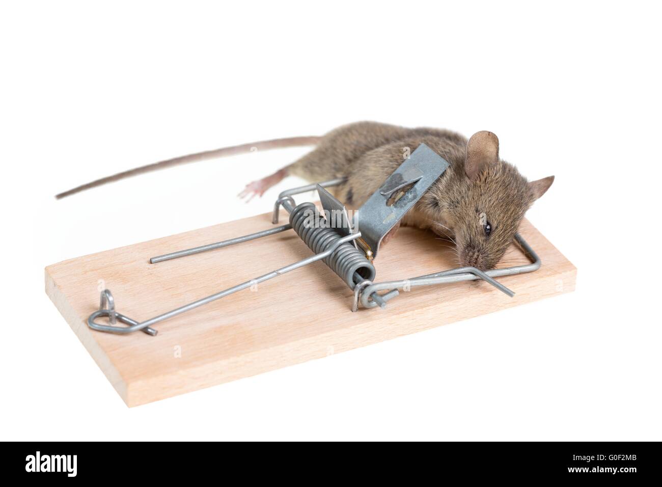 https://c8.alamy.com/comp/G0F2MB/mouse-in-a-mousetrap-G0F2MB.jpg