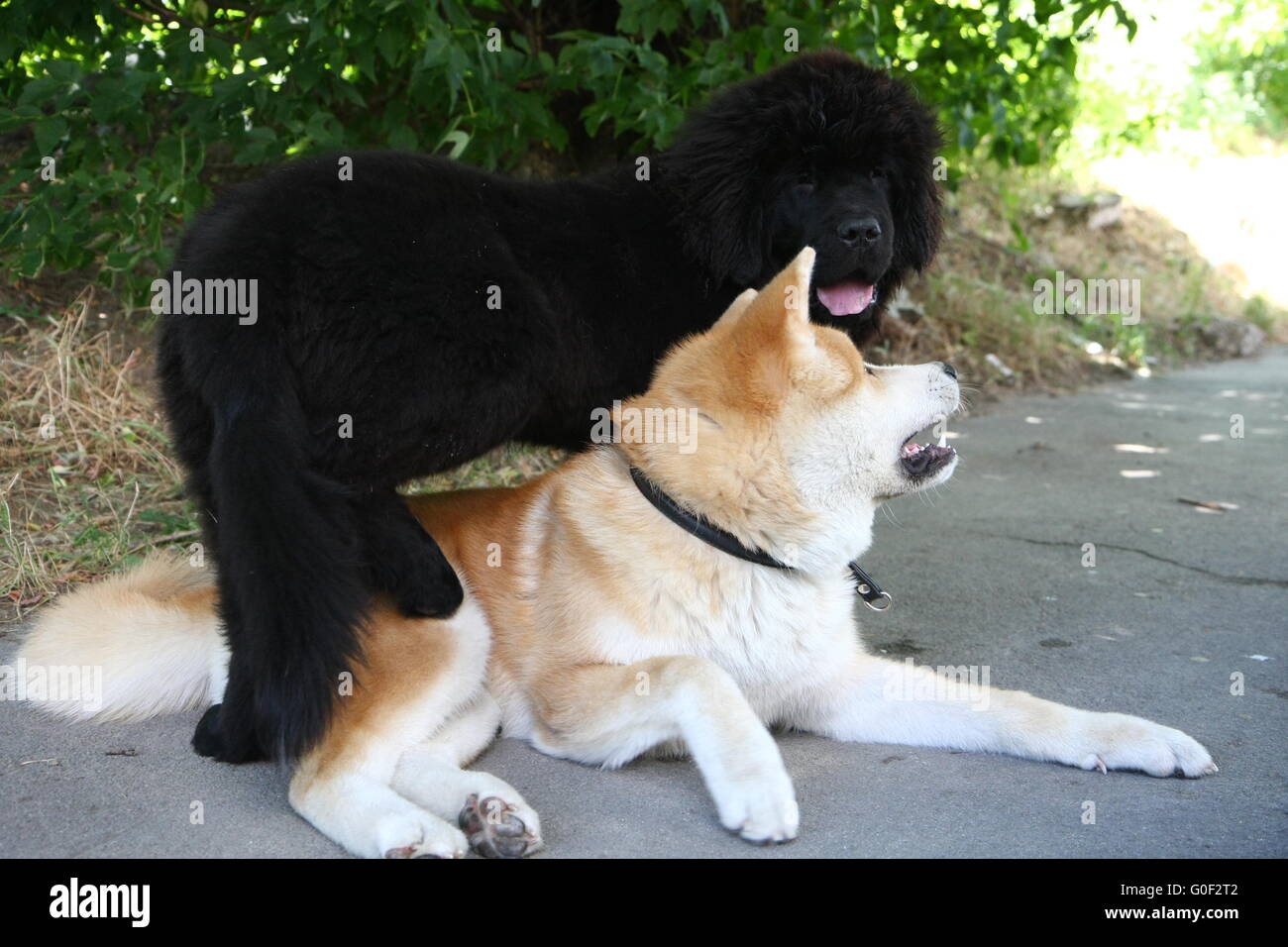 Playing dogs Stock Photo