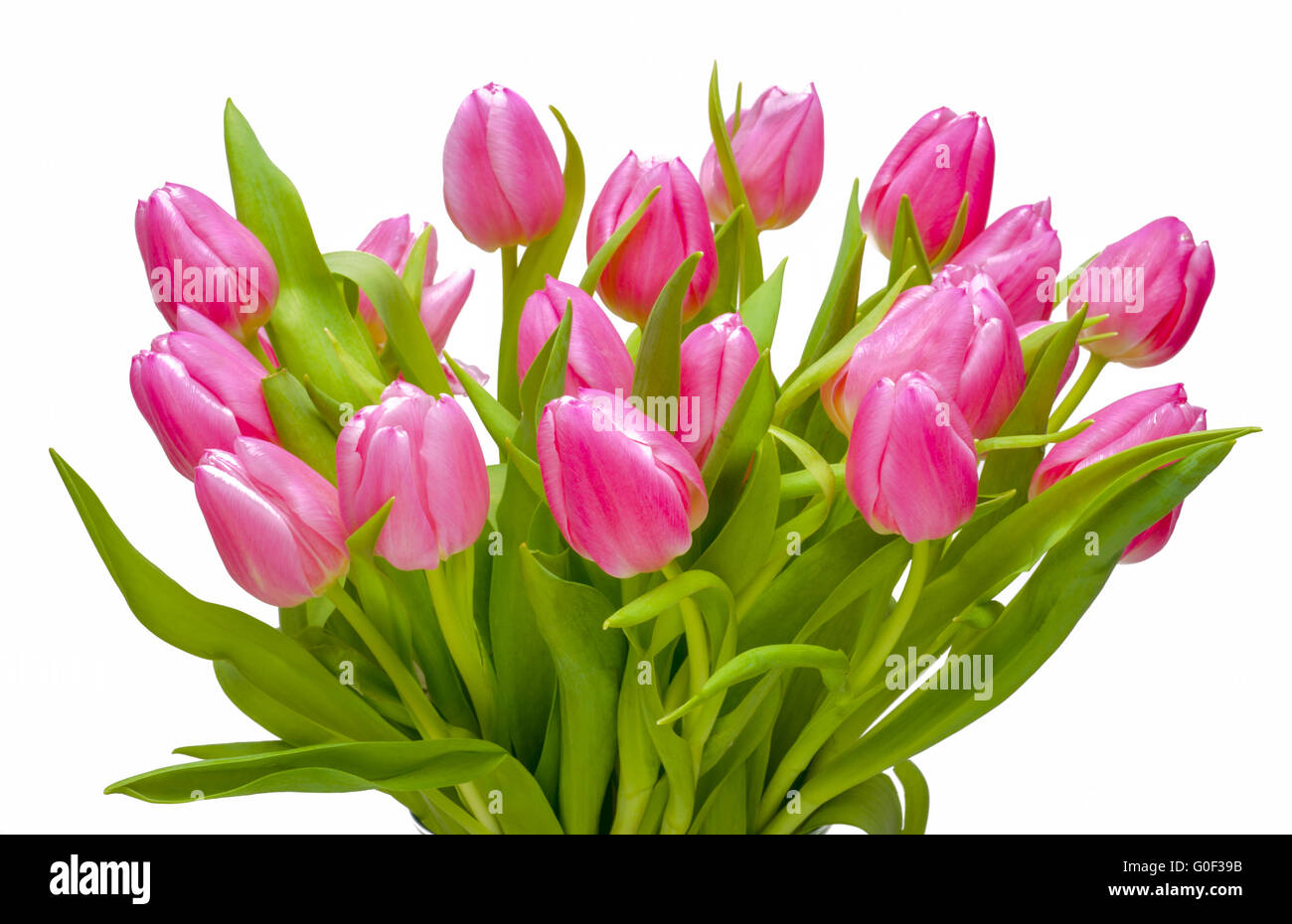 bunch of easter tulip flowers Stock Photo