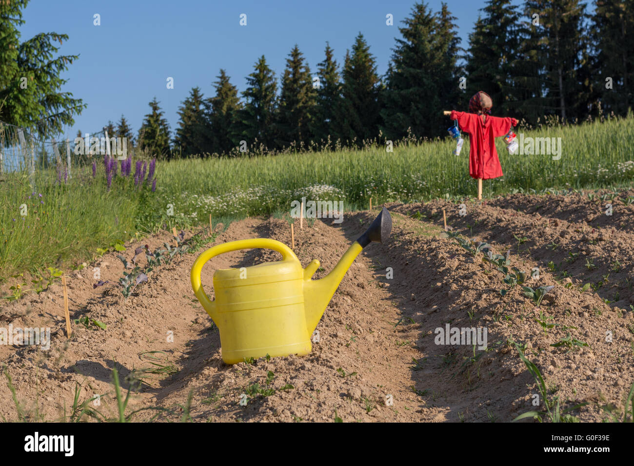 On arable field is a funny dressed scarecrow and a watering can Stock Photo