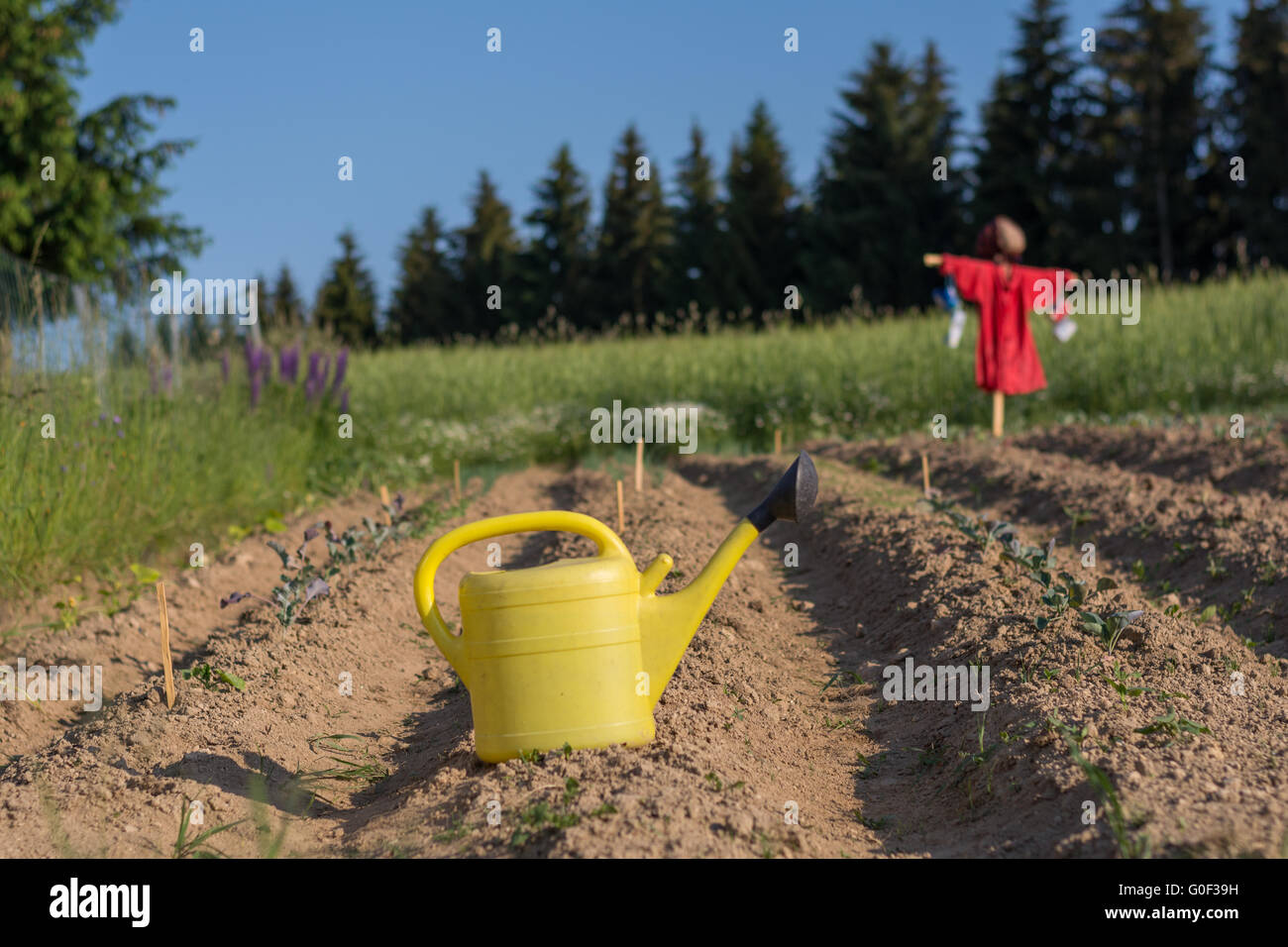 yellow watering can and in the background Scarecrow Stock Photo