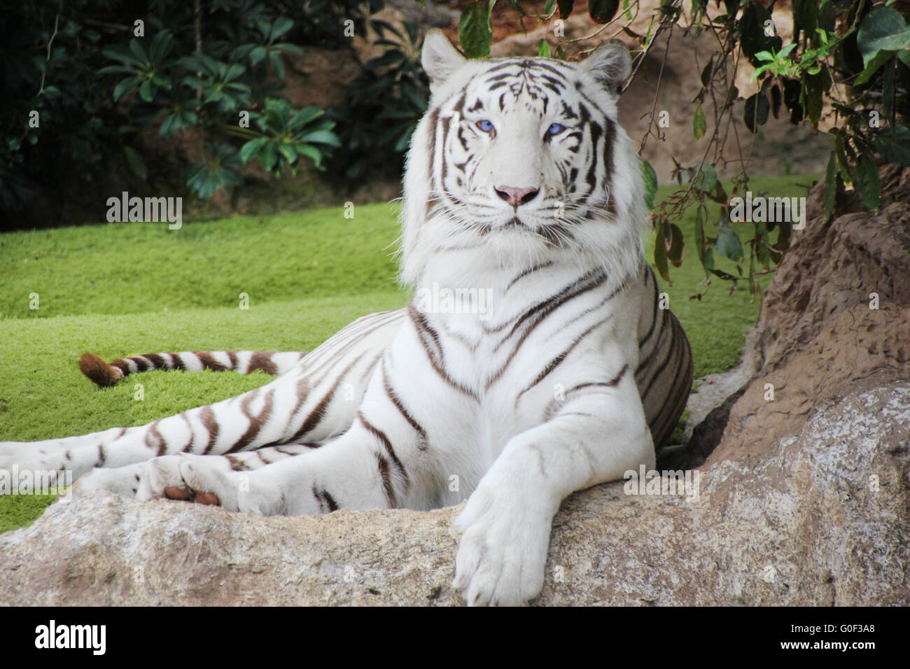 white tiger Stock Photo