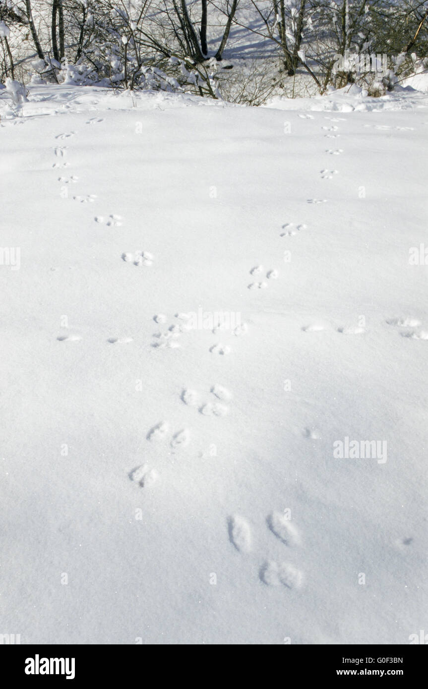 Rabbit tracks - Rabbit spoor - Rabbit footprint - Rabbit trail Stock Photo