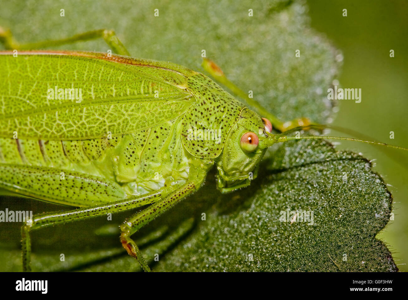 Phaneroptera falcata hi-res stock photography and images - Alamy