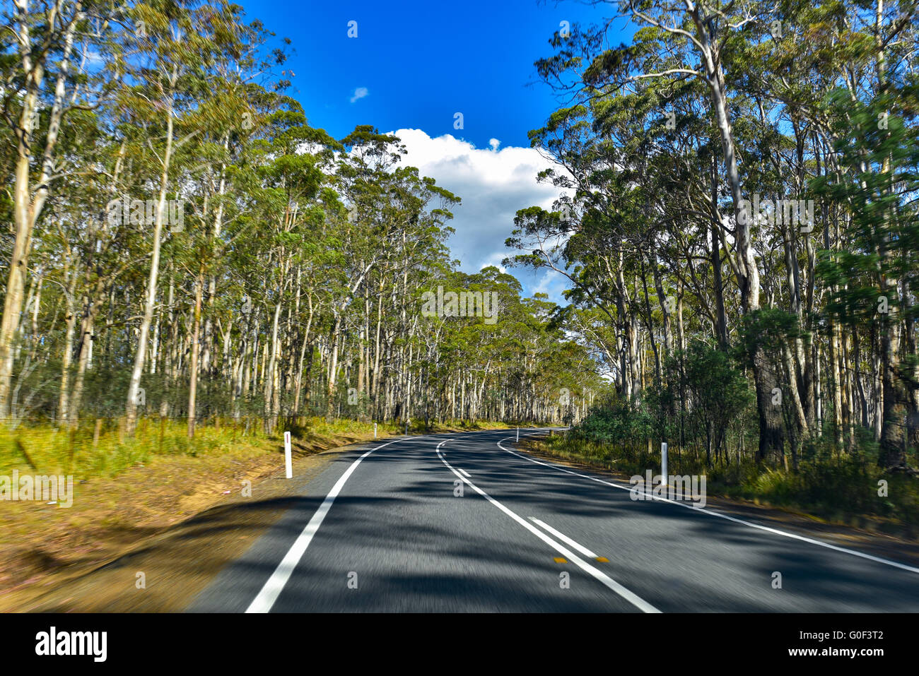 Road with trees along two sides in Tasmania, Australia Stock Photo